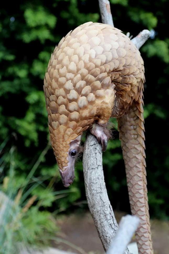 Tree pangolin in the San Fransisco Zoo, Nikolay Usik