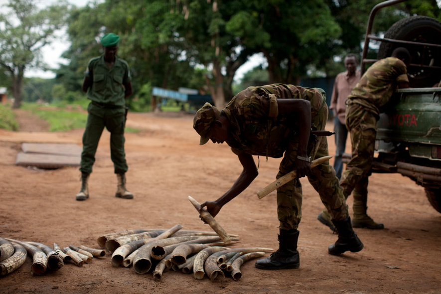 elephant tusks by Tyler Hicks of the NYTimes